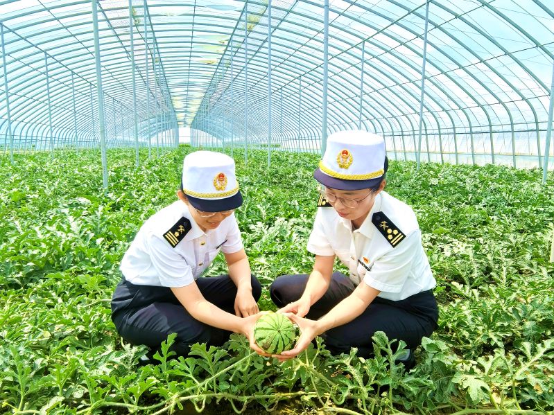 唐山海关关员对出口西瓜果园进行现场监管