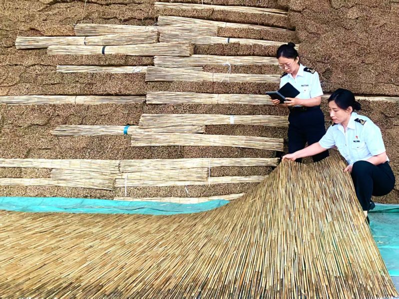 唐山海关关员对出口苇帘进行现场查检