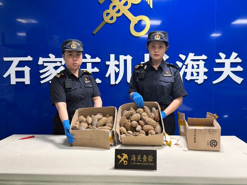 7月21日，石家庄机场海关关员在邮递渠道查获辐射松松塔10.79千克。（曹子淇 摄）(2)